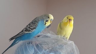 صدا زدن مرغ عشق به جفتش Calling a love bird to its mate