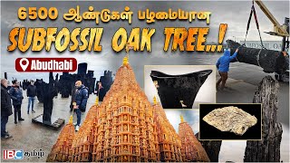 மத நல்லிணக்கத்தை பறைசாற்றும் அபுதாபி..! 6500 years Subfossil Oak Tree in Abudhabi | Temple in UAE