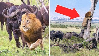 Top 10 Animals Messed with Wrong Opponent |  விலங்குகள் தவறான எதிரியுடன் சண்டையிடுகின்றன