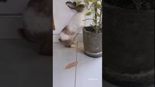 Bunnies are Boss🙊 Funny Bunny | Funny pets