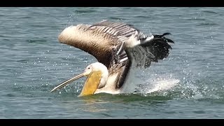 HAPPY PELICAN - Mishmar Hasharon water reservoir - Birds of Israel - שקנאי שמח - מאגר משמר השרון