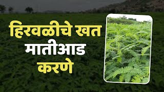 हिरवळीचे खत मातीआड करणे | गन्ना मास्टर तंत्रज्ञान | डॉ. अंकुश चोरमुले