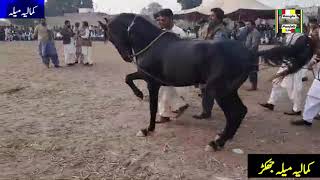 Horse Dance Mela Jakhar Kamalia in Punjab | Amazing Horse Dance Competition