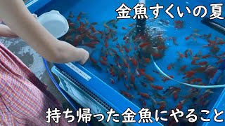 【金魚すくい】持ち帰った金魚にやること