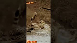 Cheetah 🐆 and Leopard 🐅 चीता और तेंदुआ में ताकतवर कौन? (Amrit TV9)