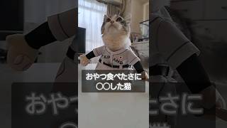 おやつ食べたさに◯◯した猫