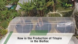 How is the Production of Tilapia in the Biofloc