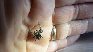 Phidippus putnami jumping spider