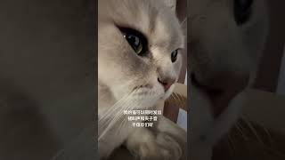 听说夹子音的都是公猫 我这是公猪 蓝金渐层 吸猫 萌宠出道计划 抖音萌宠