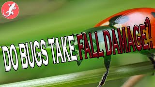 Do Bugs Take Fall Damage?