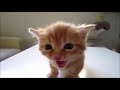 【癒し】思わずにやけちゃうくらいかわいい猫の動画まとめ【cat】