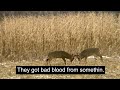 bloody buck fight