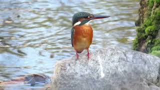 残堀川のカワセミ　2024.10.11　MVI_8957他  Kingfisher