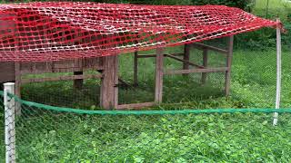 Chicken Coop Set Up Day 1399 Experimental Homesteader