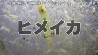 【水中映像 魚図鑑】ヒメイカ No.UZ0142