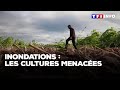 Inondations : les cultures menacées