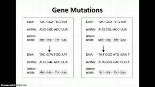 Unit 7 Notes - Mutations