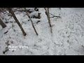 tracking a big but old maine buck track in snow u0026 catching up to the buck allagash big woods bucks