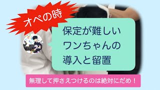 オペ編① 保定が難しいわんちゃんの導入と留置 　鎮静→留置