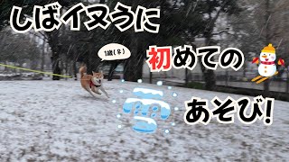 【柴犬うに】大興奮！初めての雪遊び