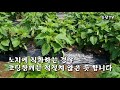 참깨씨앗 발아율 잘해야 30%대 코팅참깨 직파 슈퍼안산참깨 황금참깨