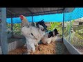 വീട്ടിലെ ഫാൻസി കോഴികളും പുതിയ കൂടും fancy chicken u0026 new cage chicken cage pets fancy chicken