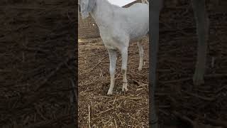 #BHATI_GOATS_FORM 9LLW RODAWALI HANUMANGARH RAJASTHAN  📱83859-53000