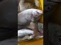 ikan gt putihan tengkolok cakal sejenisnya iwak_glowing iwak_fresh iwak_balap