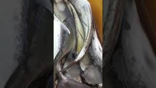 ikan GT/putihan/tengkolok/cakal sejenisnya #iwak_glowing #iwak_fresh #iwak_balap