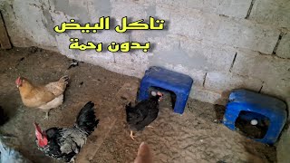 يوميات تربية الدجاج🐔 حل مشكل الاكبر😡 الذي يواجه معضم مربي الدجاج النتيجة في اخر فيديو🥚🐔