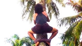 HOW TO CLIMB A COCONUT TREE ? (and pick up coconuts :)