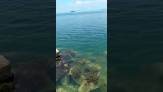 九州長崎県大村湾にてにて夏色🌊🐢