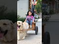 The smart golden retriever picks up the children and comes home from school