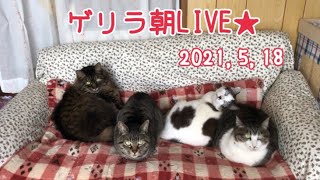 ゲリラ朝LIVE★2021,5,18