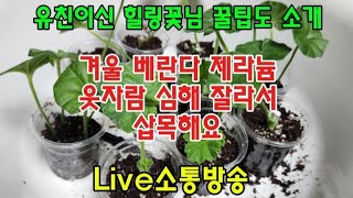 #옥전농부#겨울 베란다 제라늄#웃자람 심해 삽목해요#힐링 꽃님 꿀팁#Live소통방송#시간달리기