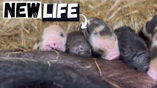 Life on the Farm: Adorable Piglets Born in Winter!