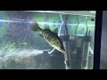 feeding juvenile barramundi pellets