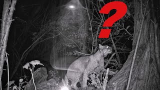 Orb? Bobcat Trail Cam Video Photobombed by Mysterious Orb!!!! Or is it a...? New Hampshire Wildlife