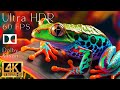 4K HDR 120fps Dolby Vision with Animal Sounds (Colorfully Dynamic) #26