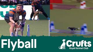Flyball - Team Quarter Finals | Crufts 2026