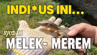 HAMPIR...UPDATE VARANUS INDICUS #vlog76