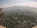 サバをサビキで釣っているだけの動画　小サバ釣り　愛知県の知多半島　海釣り