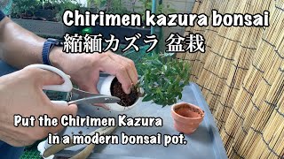 Put the Chirimen Kazura in a modern bonsai pot.縮緬カズラをモダンな盆栽鉢に入れてみる。