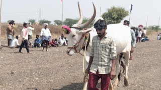 🛑 కర్నూలు జిల్లా s నాగలాపురం అంతర్ రాష్ట్ర గిరక పోటీ 2025 //జ త 1