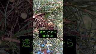 ヒマラヤスギを透かして軽く刈込みしたら#庭師のVlog #一級造園技能士