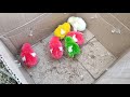 mencari anak ayam warna warni ayam rainbow ayam lucu anak ayam lucu