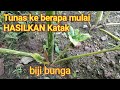 Tunas ke 6 dari Bibit Bunga Sepora Porang