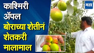 Kashmiri Apple Bore Farming | कमी खर्चात तीन एकरमध्ये काश्मीर अॅपल बोरांची लागवड, १५ लाखांची कमाई