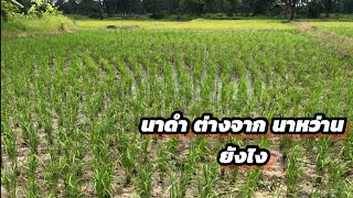 นาดำ กับ นาหว่าน ต่างกันอย่างไร