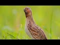 PANCINGAN BURUNG PUYUH CEPAT BUNYI DAN GACOR